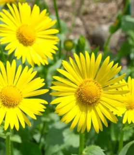 Doronicum orientale 'Goldcut' 